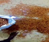 inundation-affected-almonds-inshell